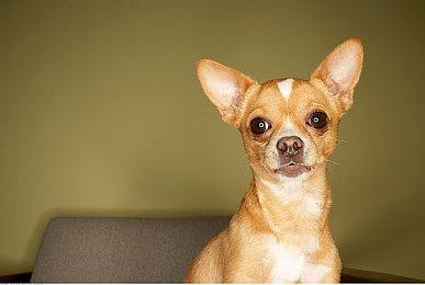 任天堂客服表示《宝可梦：朱＆紫》补丁或已在制作中